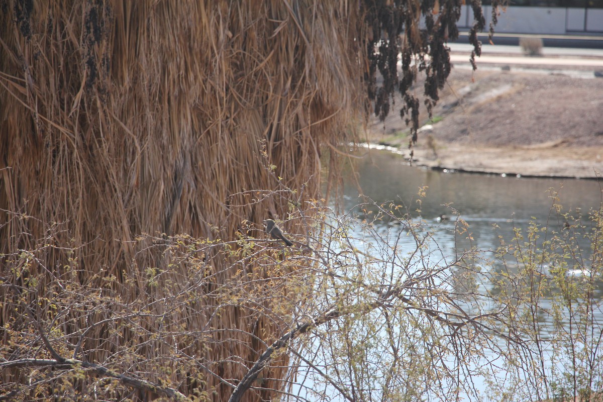 Bendire's Thrasher - ML629716597