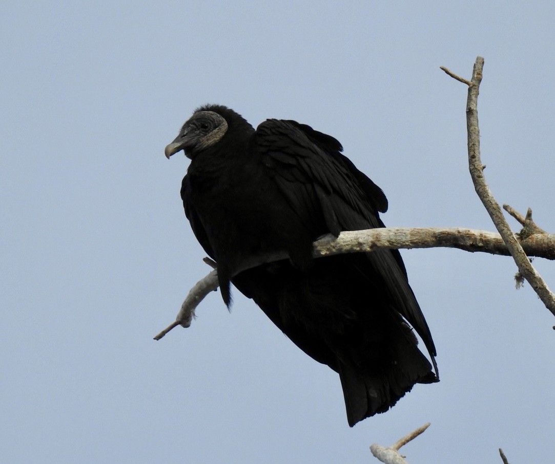 Zopilote beltza - ML629716601