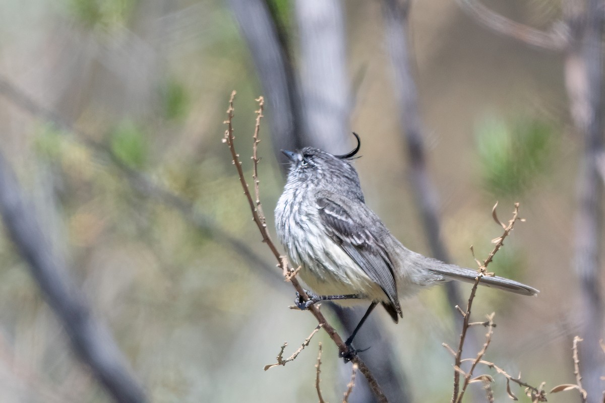 guløyemeisetyrann - ML629716737