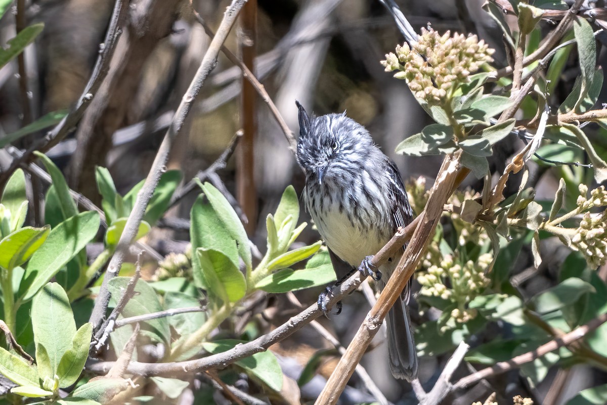 guløyemeisetyrann - ML629716738