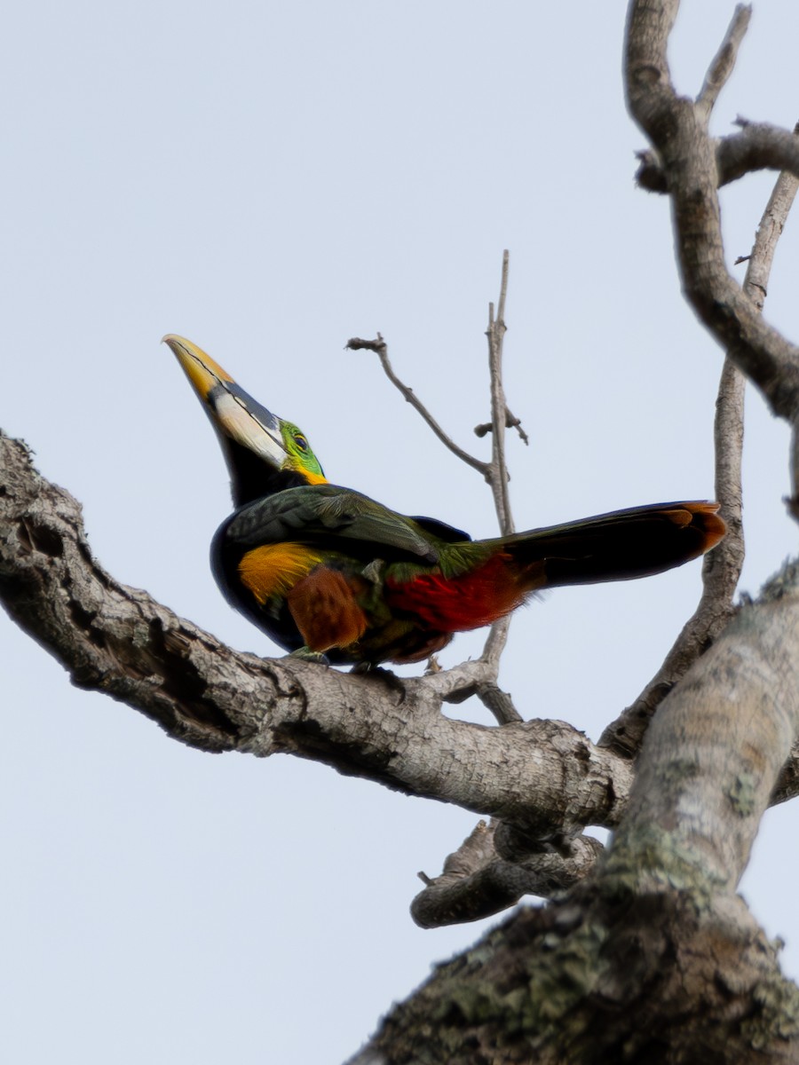 Gould's Toucanet - ML629716880