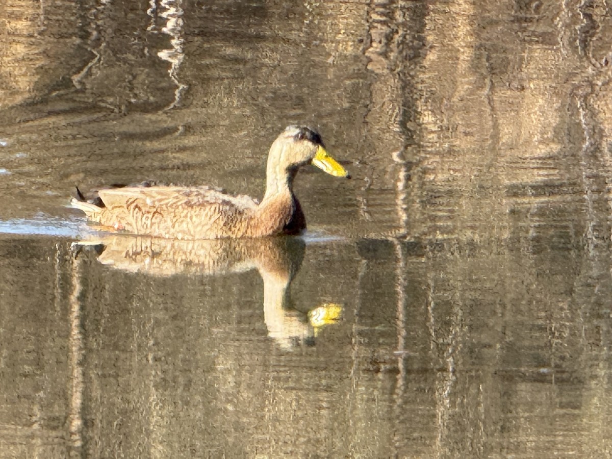 American Black Duck - ML629716974