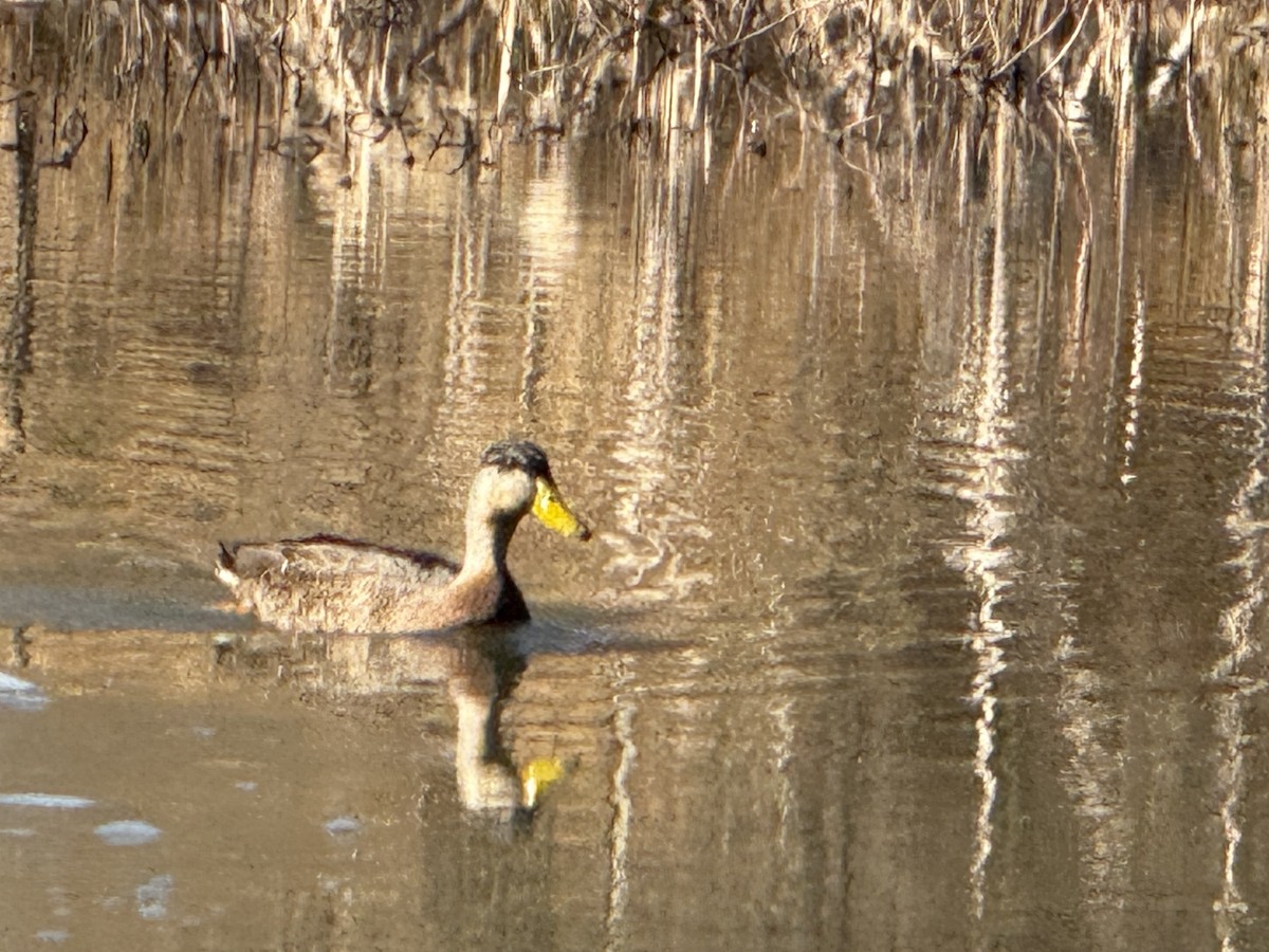 American Black Duck - ML629716975