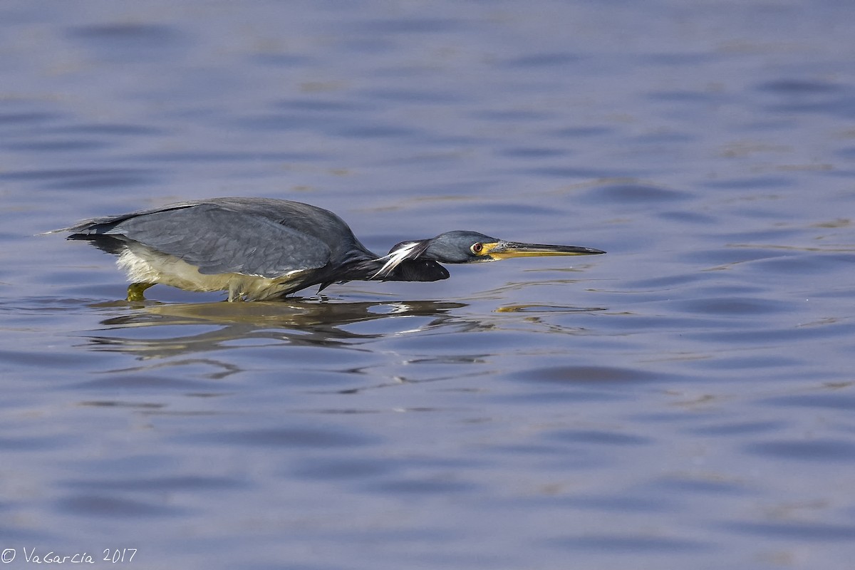 Tricolored Heron - VERONICA ARAYA GARCIA