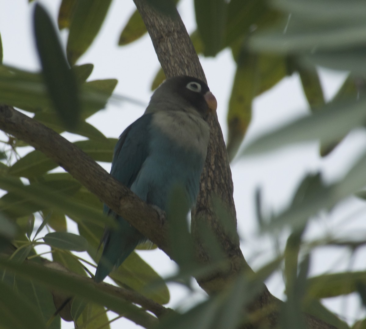 Yellow-collared Lovebird - ML629717178