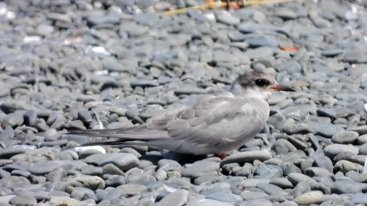 Black-fronted Tern - ML629717241