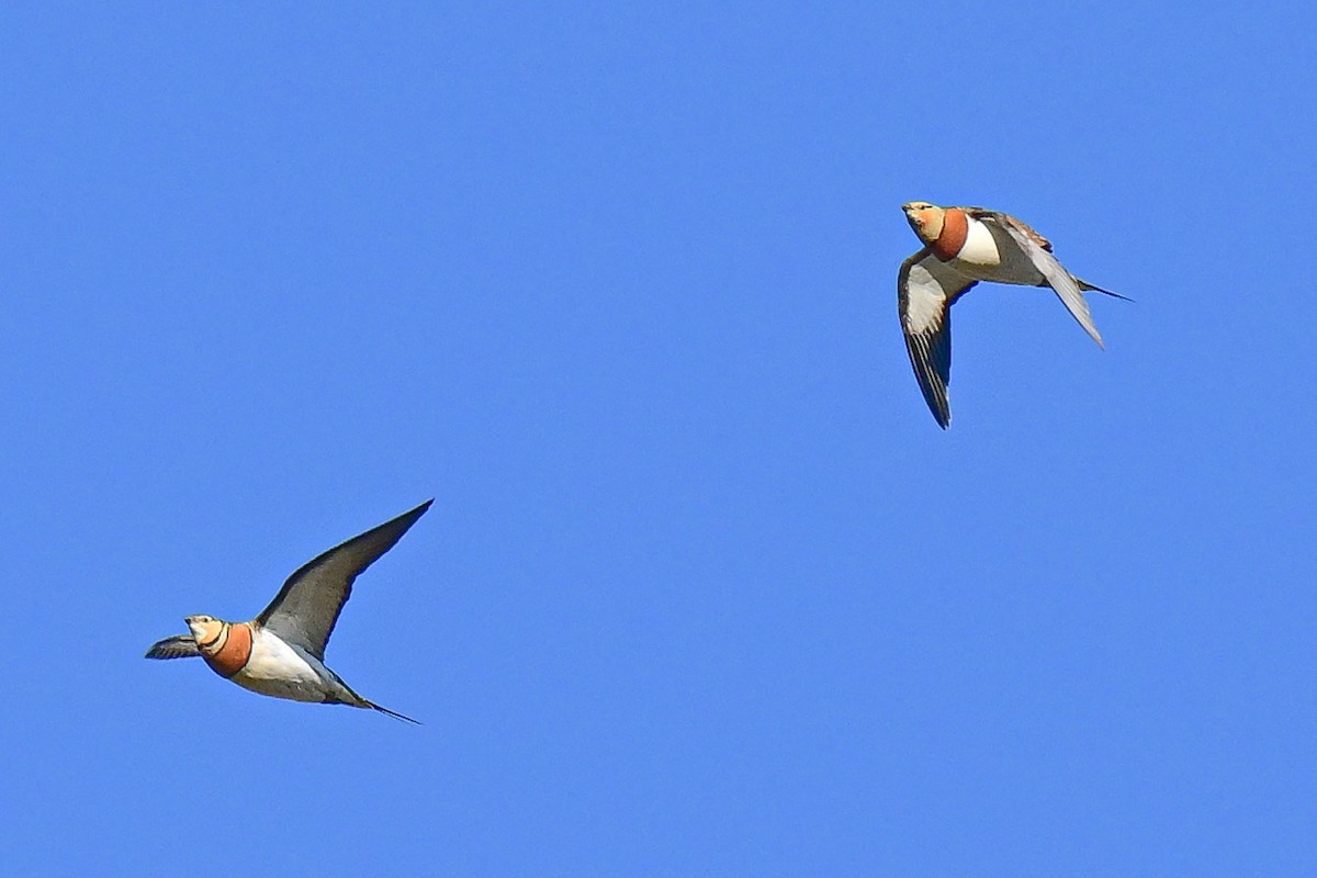 Pin-tailed Sandgrouse - Thomas Bareyre