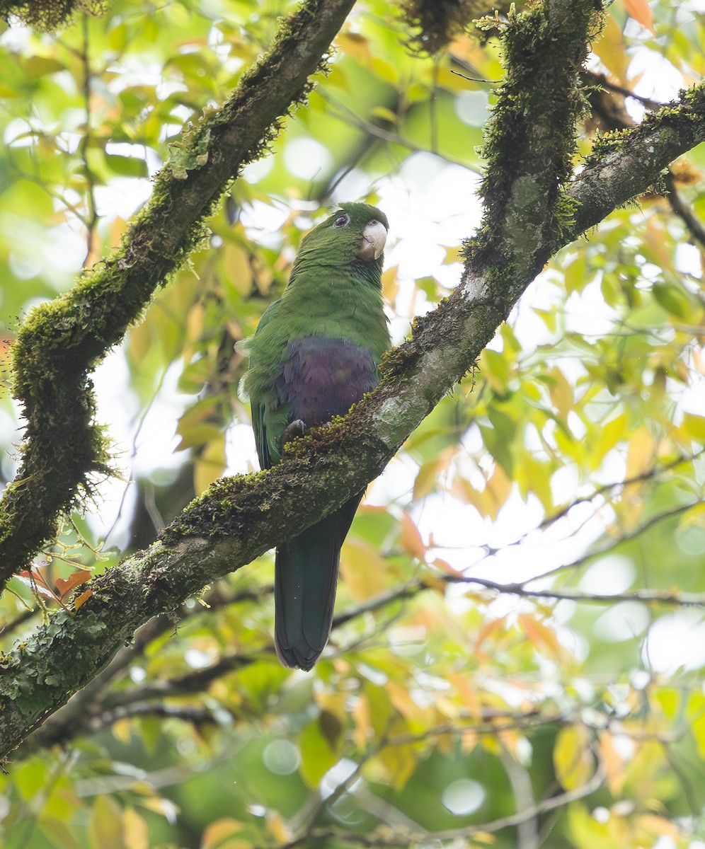 Blue-bellied Parrot - ML629717329