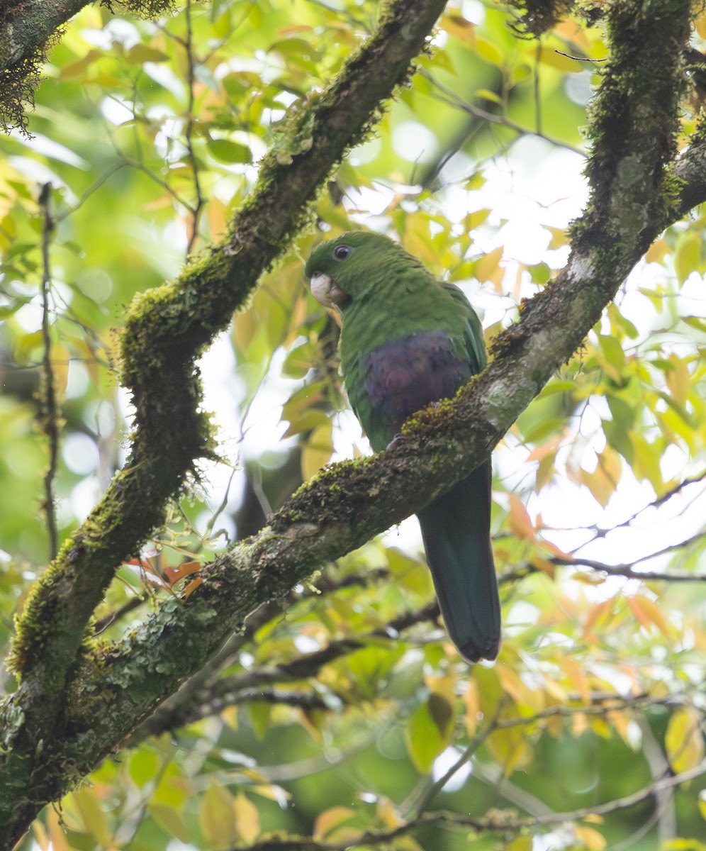 Blue-bellied Parrot - ML629717330