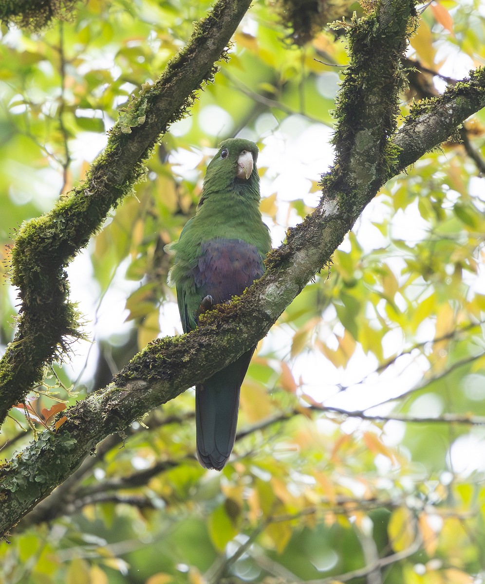 Blue-bellied Parrot - ML629717341