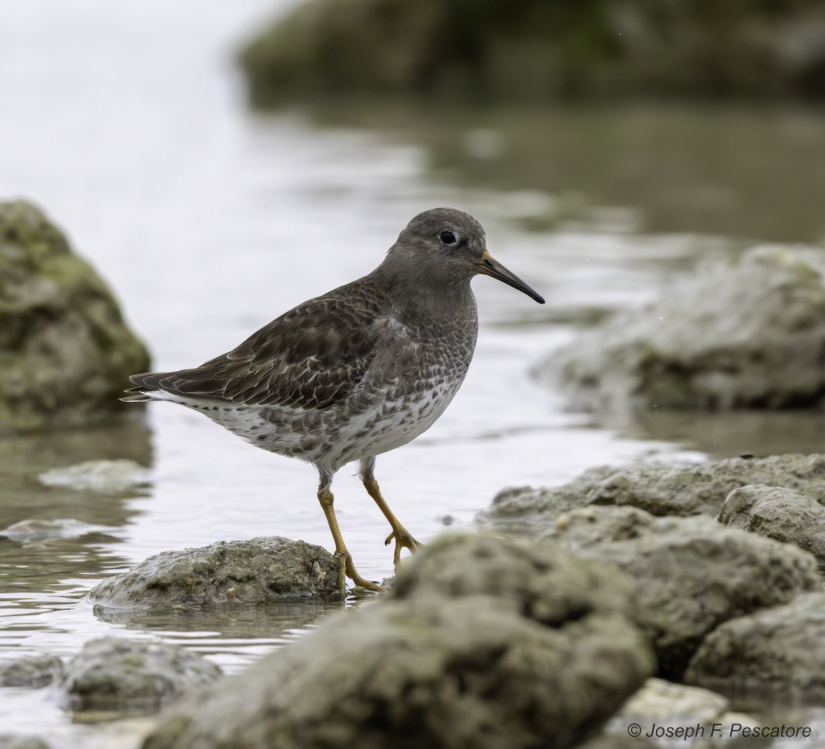 Purple Sandpiper - ML629717361
