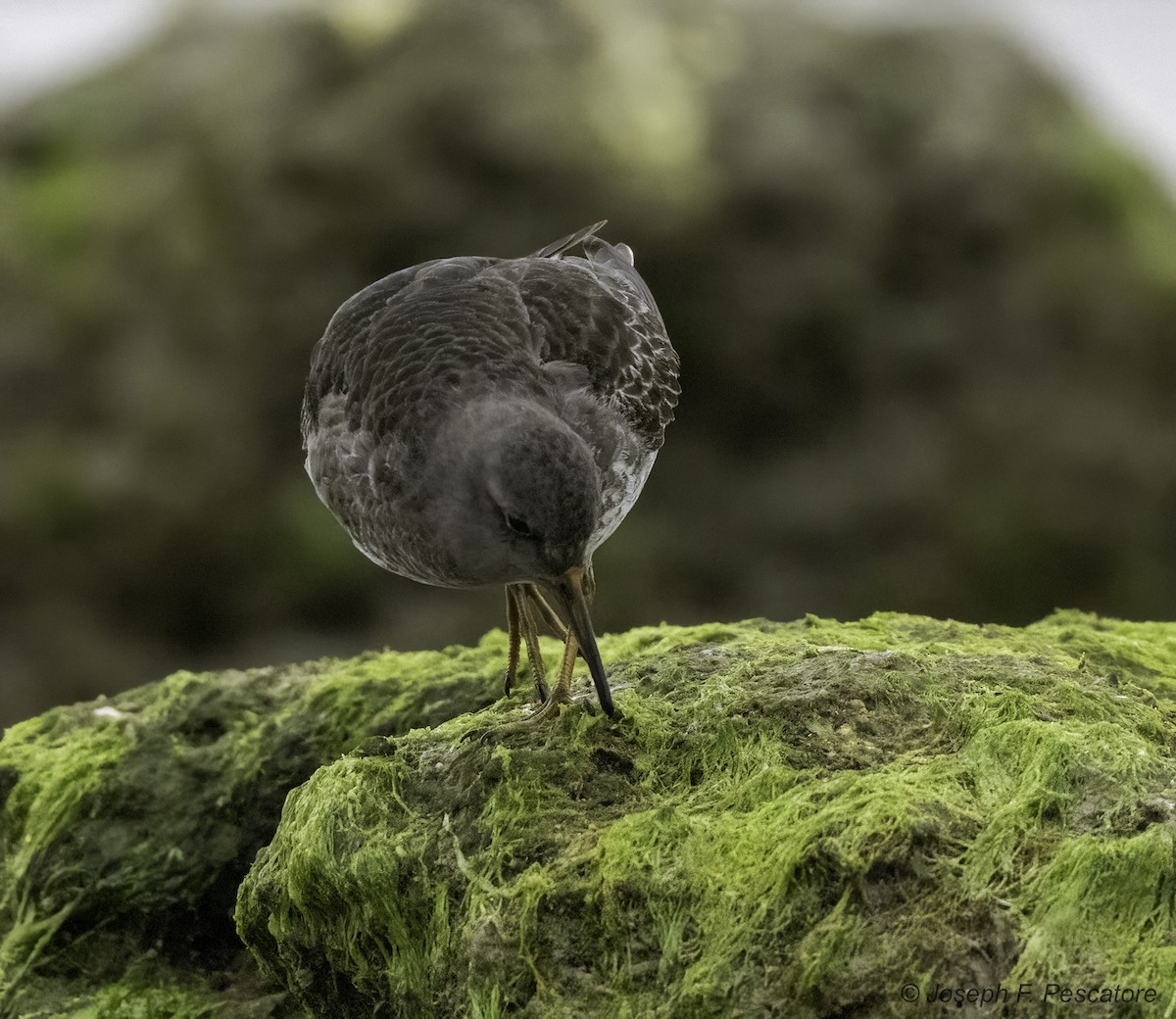 Purple Sandpiper - ML629717362