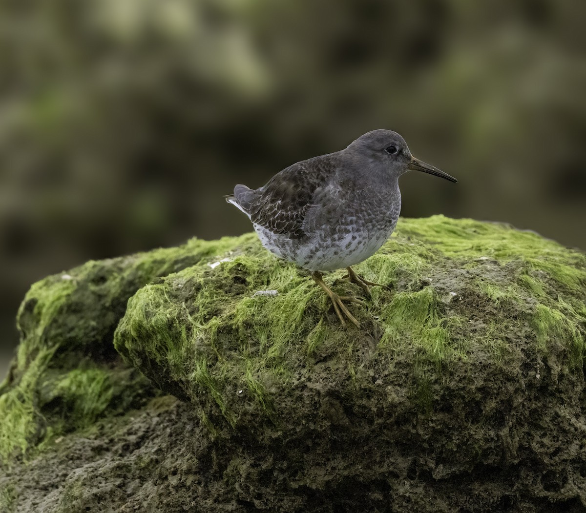 Purple Sandpiper - ML629717363