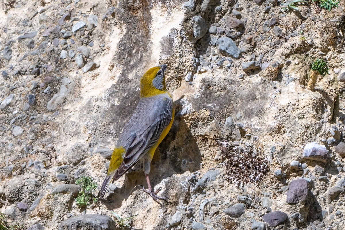 Bright-rumped Yellow-Finch - ML629717371