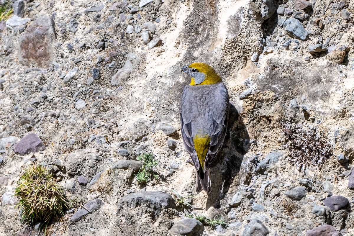 Bright-rumped Yellow-Finch - ML629717372