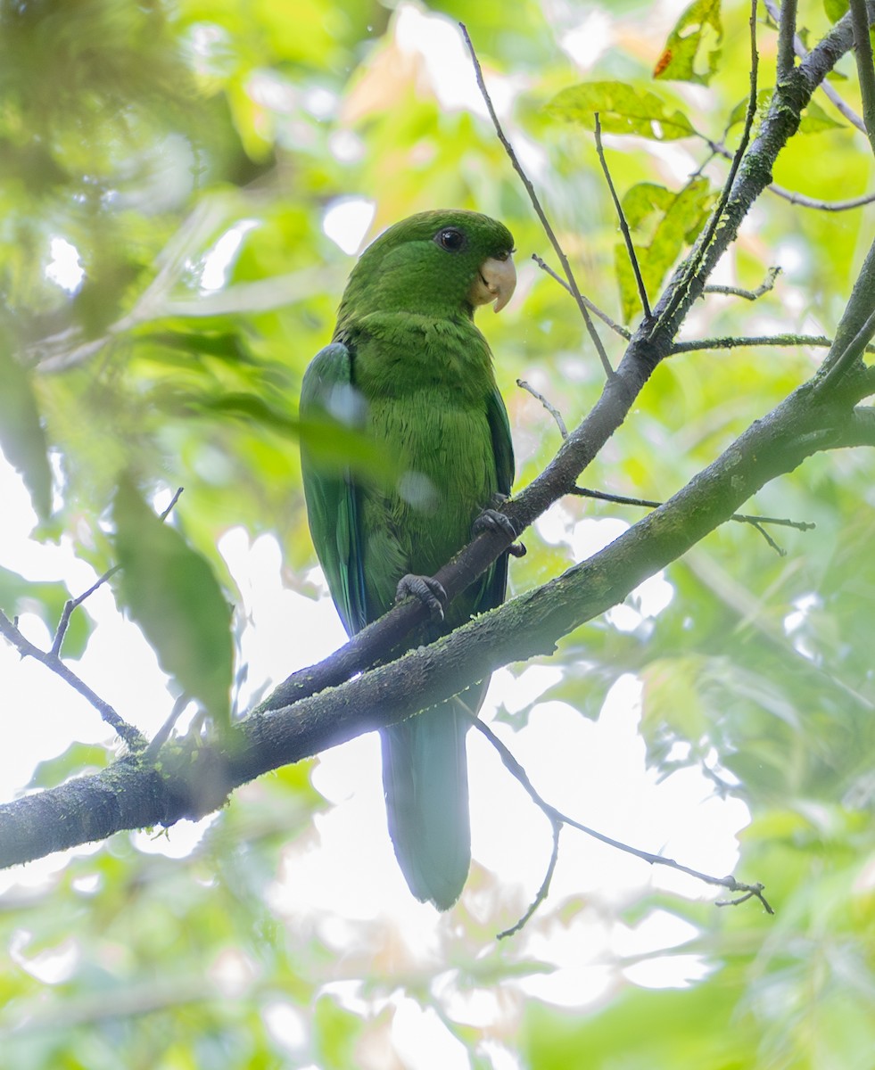 Blue-bellied Parrot - ML629717431