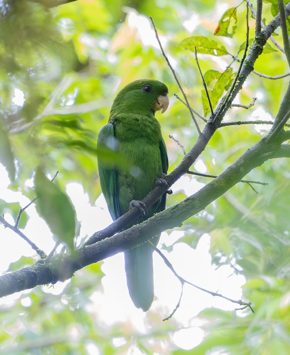 Blue-bellied Parrot - ML629717432