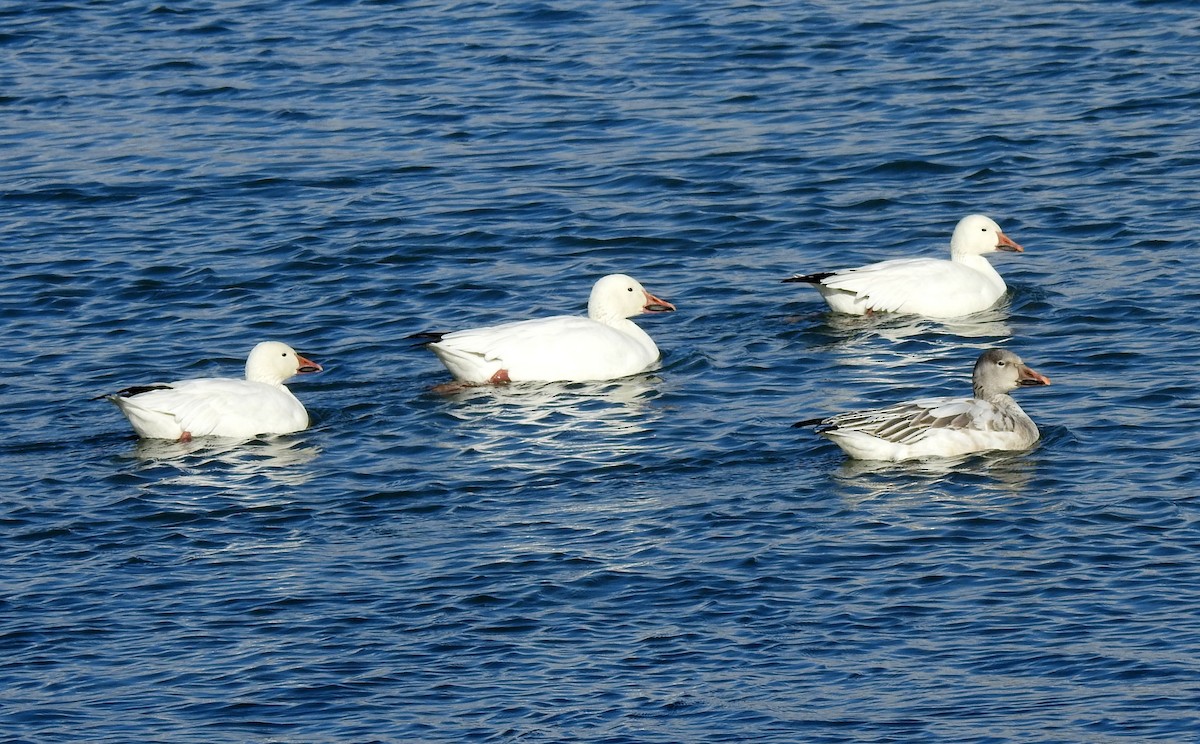 Snow Goose - ML629717487