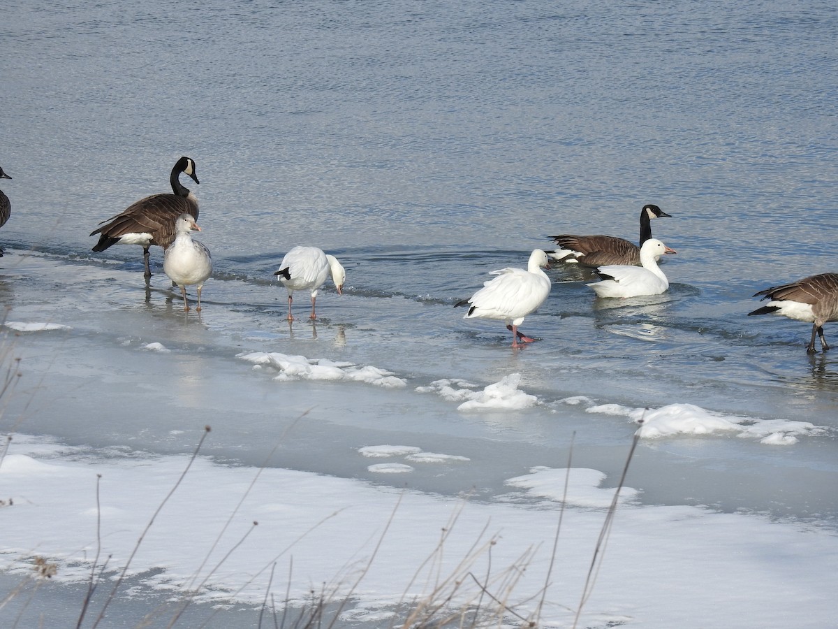Snow Goose - ML629717536