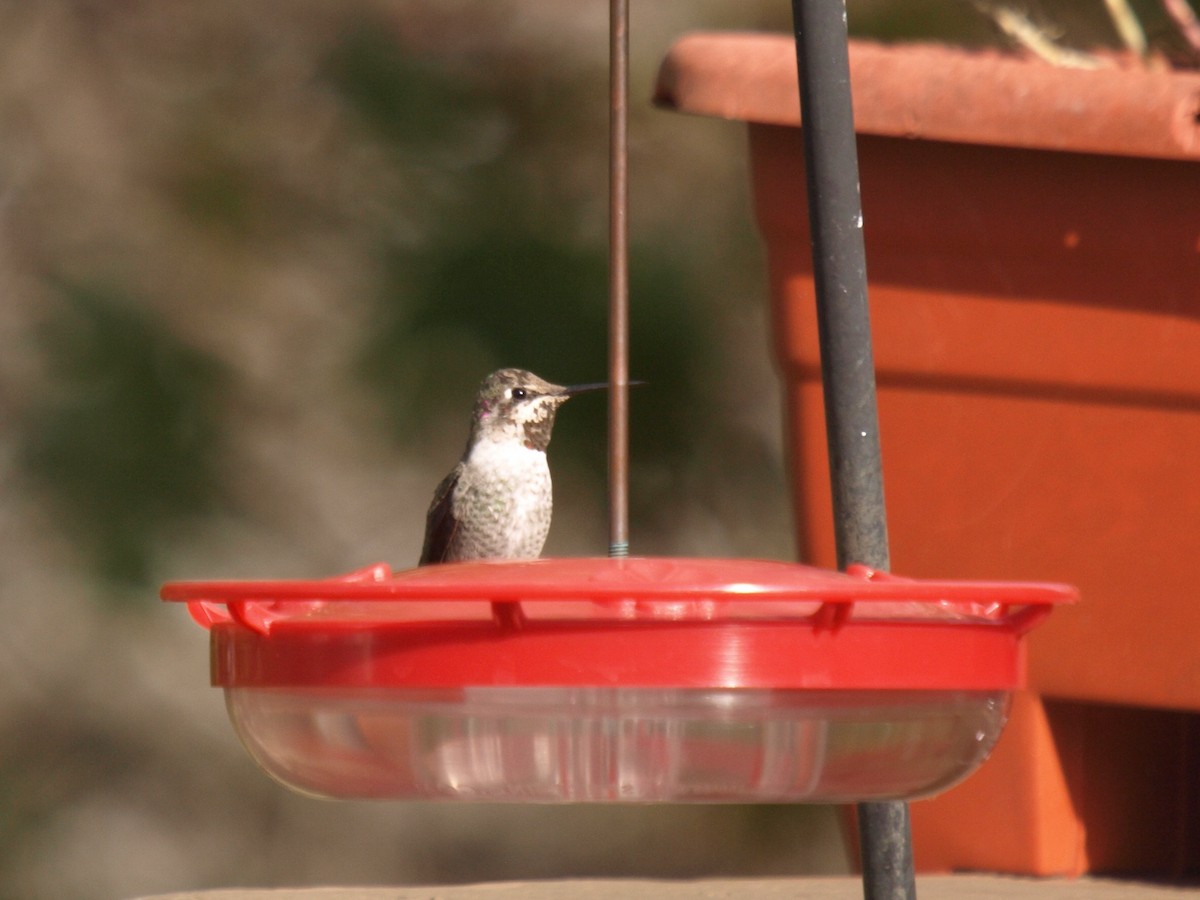 Anna's Hummingbird - ML629717562