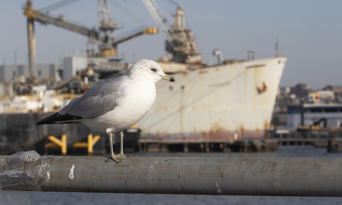 Ring-billed Gull - ML629717800