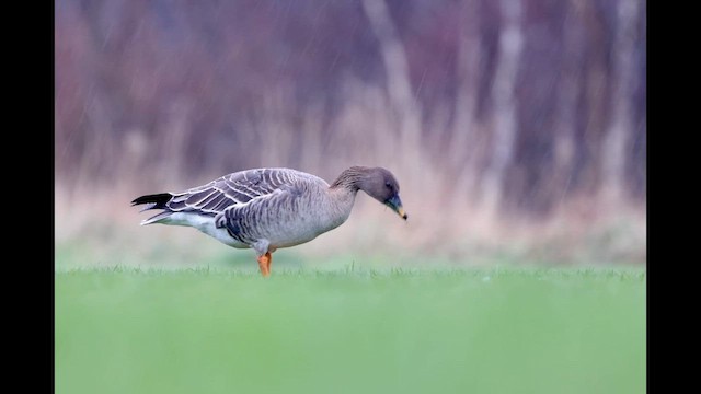 Tundra Bean-Goose - ML629717952