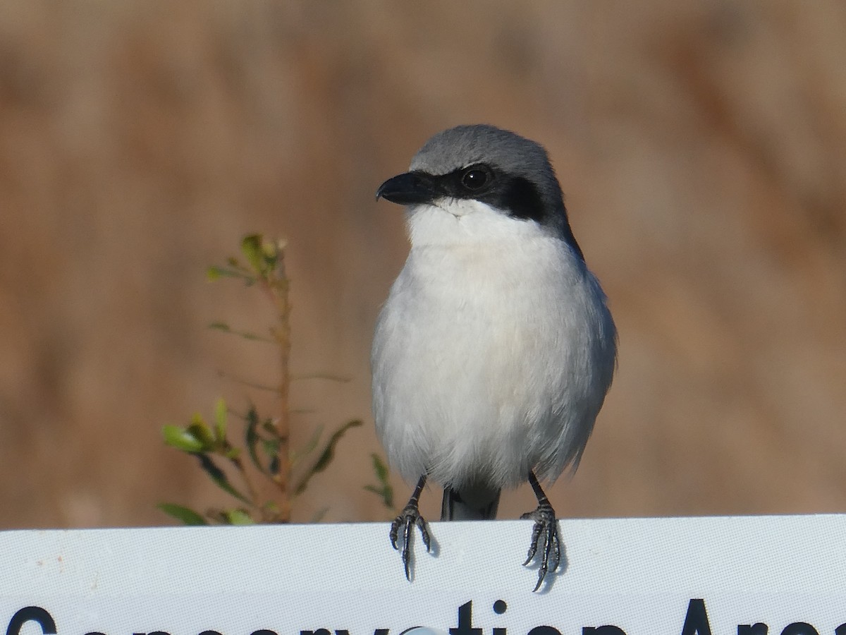 アメリカオオモズ - ML629717953