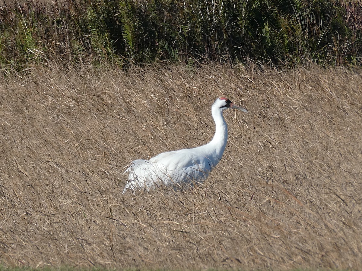 アメリカシロヅル - ML629717973