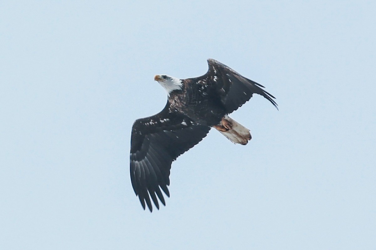 Bald Eagle - ML629717998