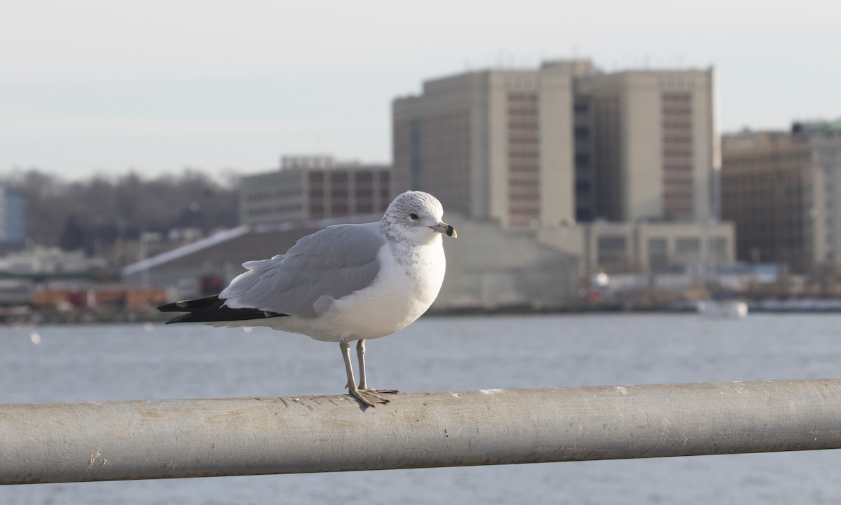 Ring-billed Gull - ML629718014