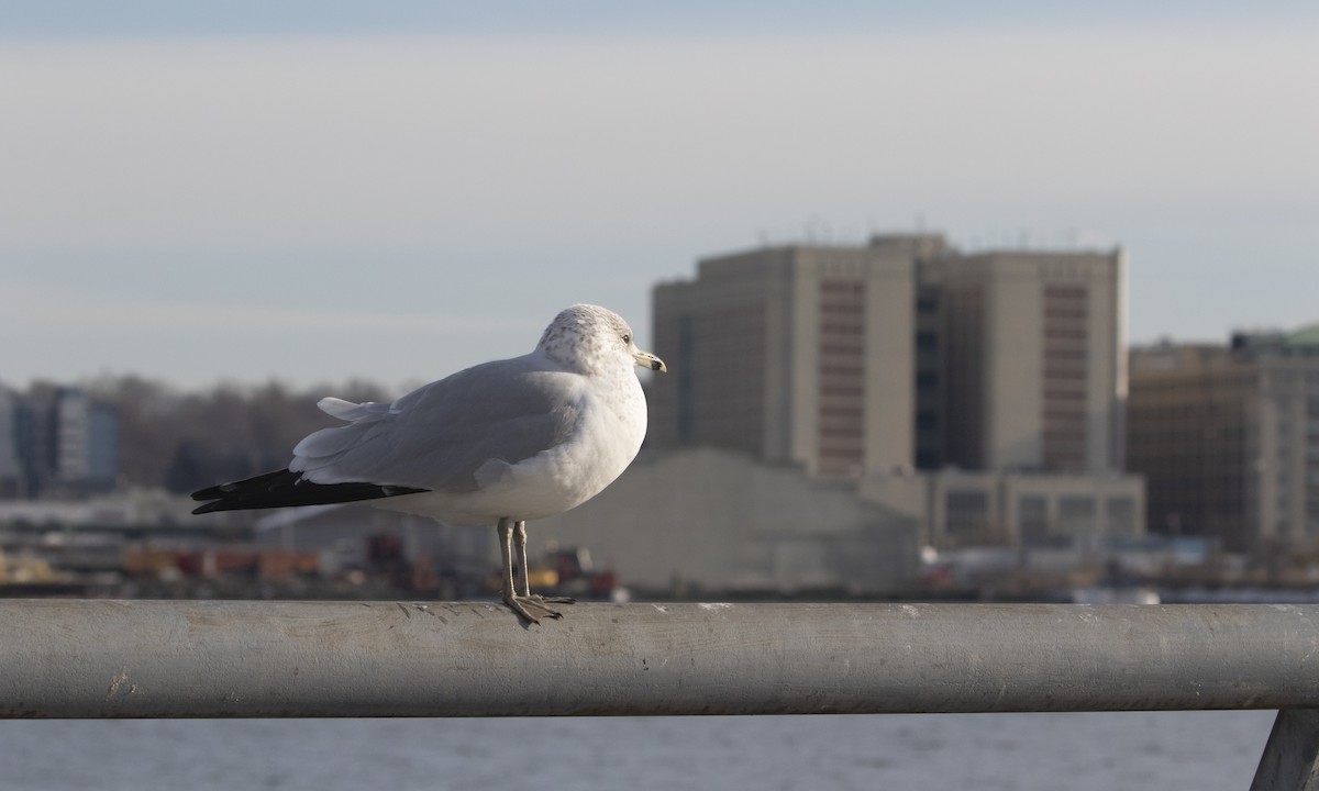Ring-billed Gull - ML629718015
