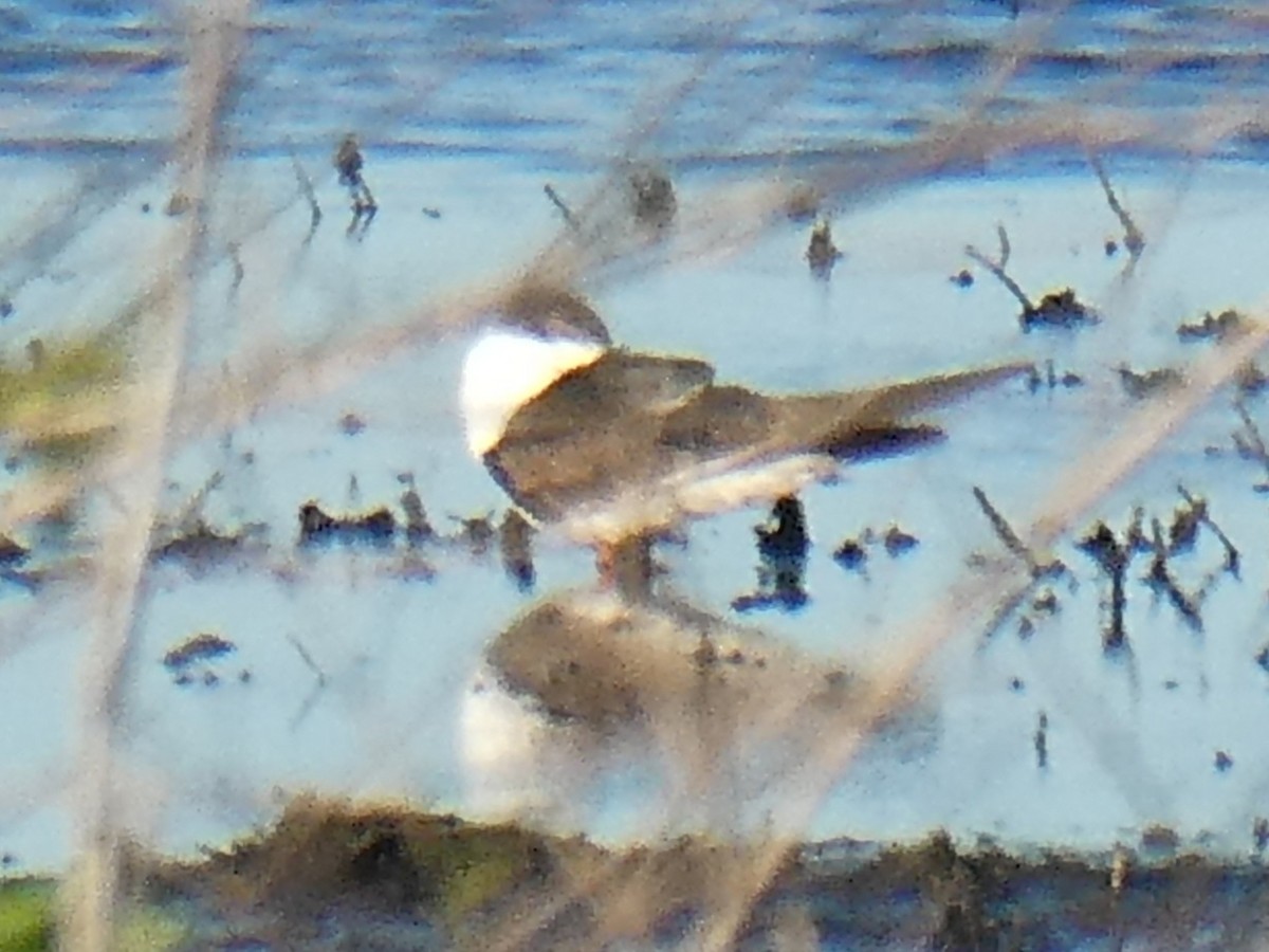 クロハサミアジサシ - ML629718169