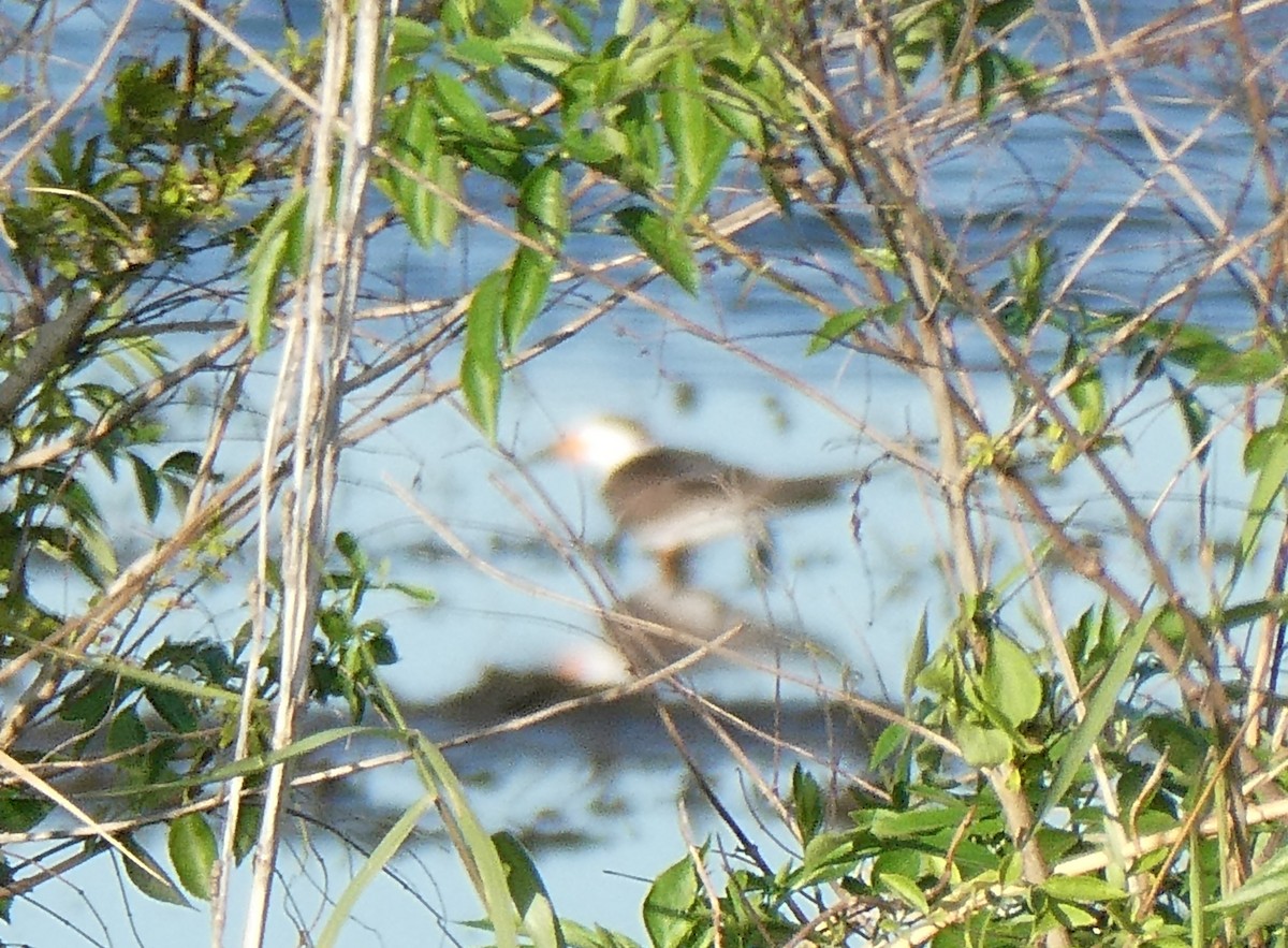 クロハサミアジサシ - ML629718170