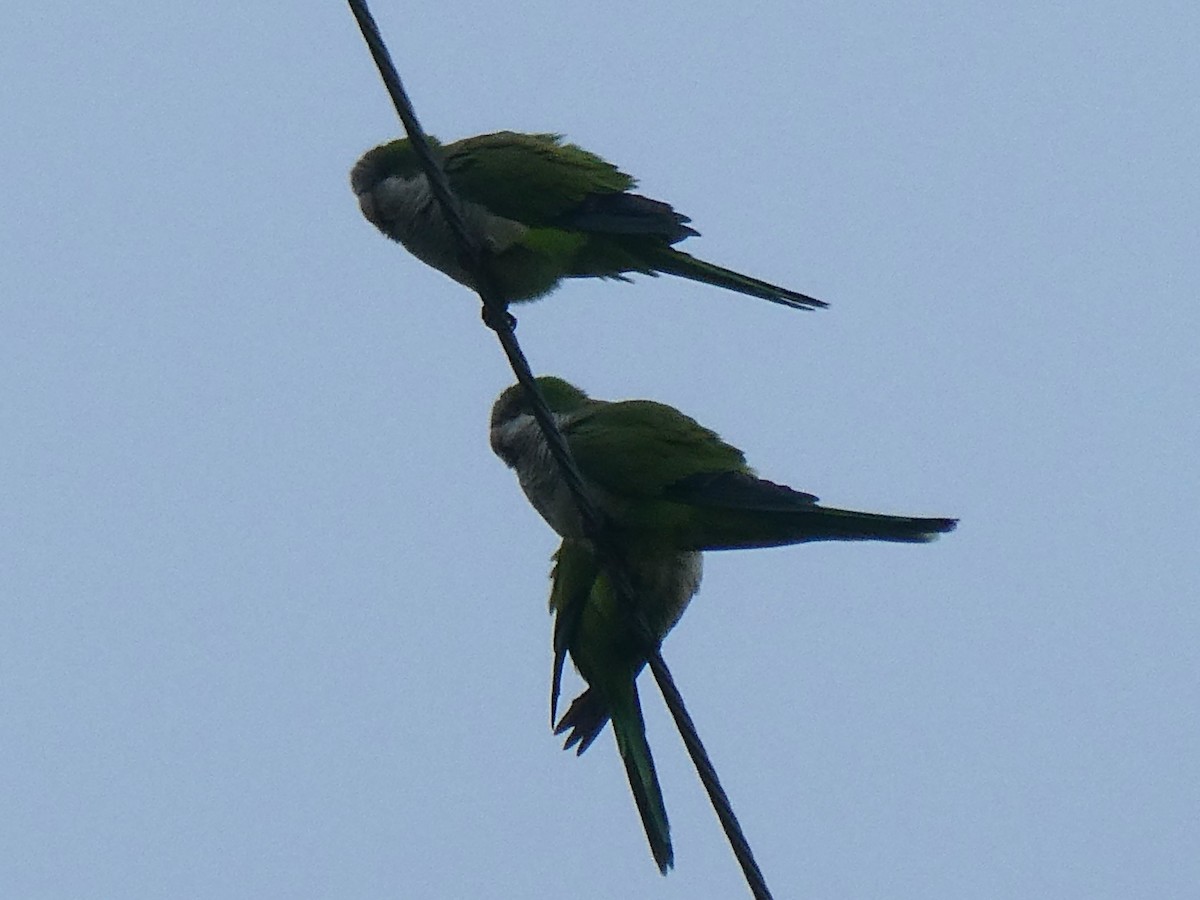 オキナインコ - ML629718259