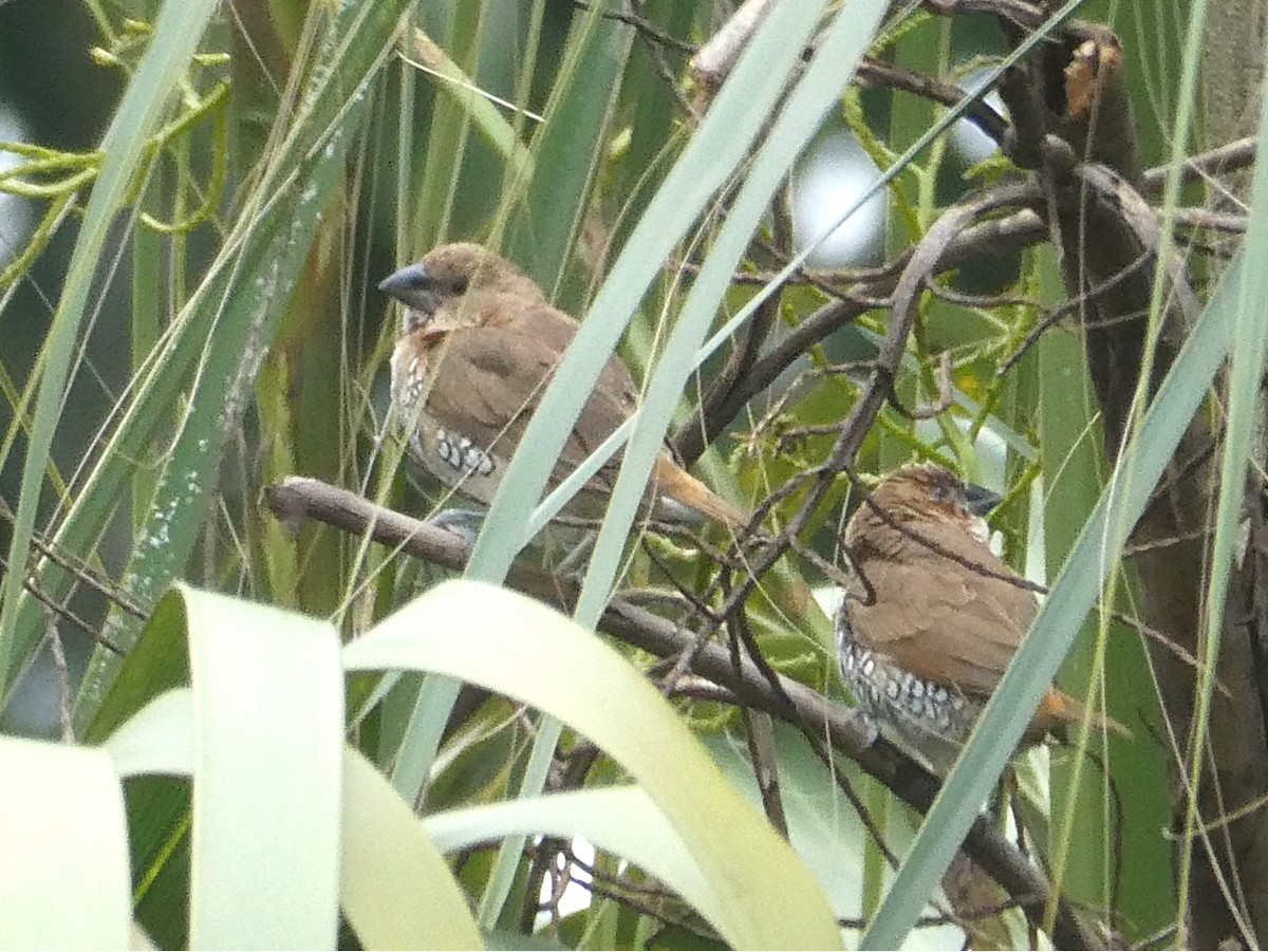 シマキンパラ - ML629718274