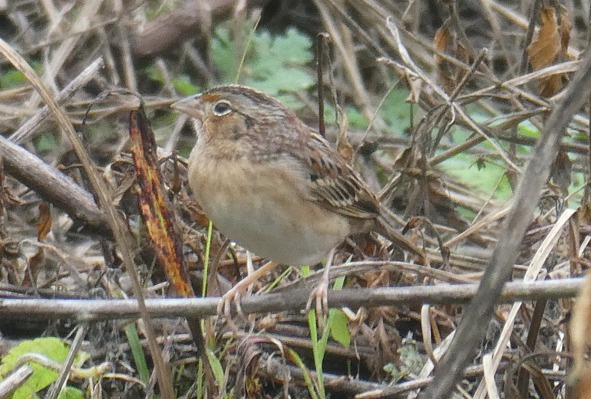 イナゴヒメドリ - ML629718314