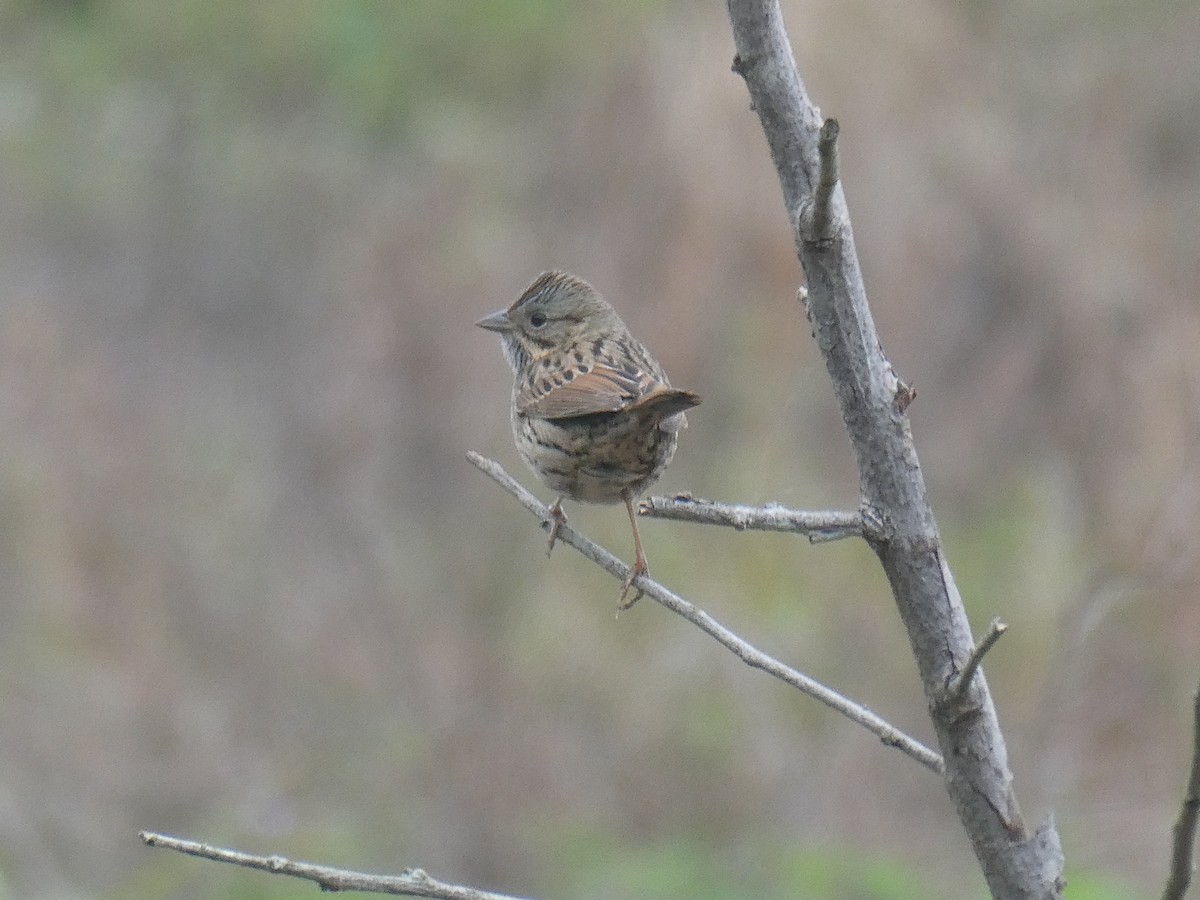 ヒメウタスズメ - ML629718326