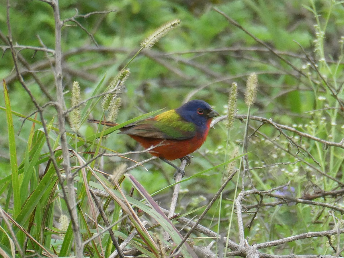 ゴシキノジコ - ML629718333