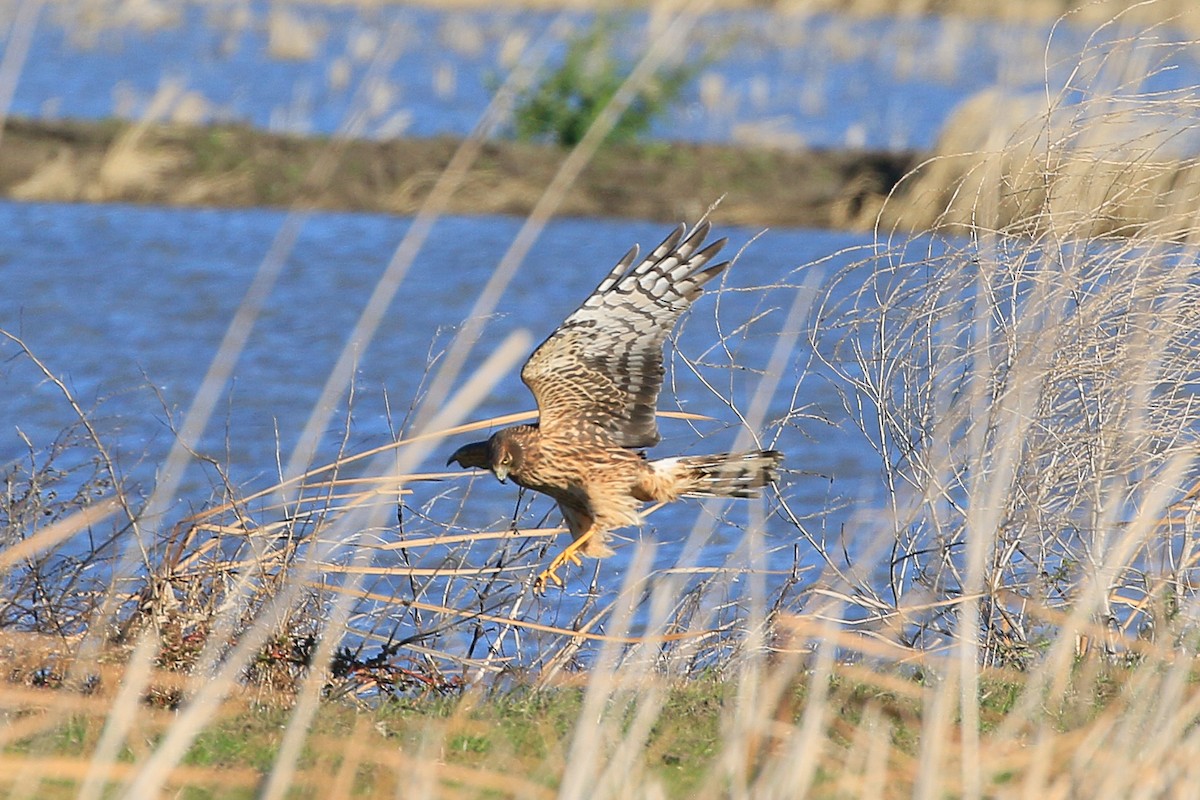 Northern Harrier - ML629718390