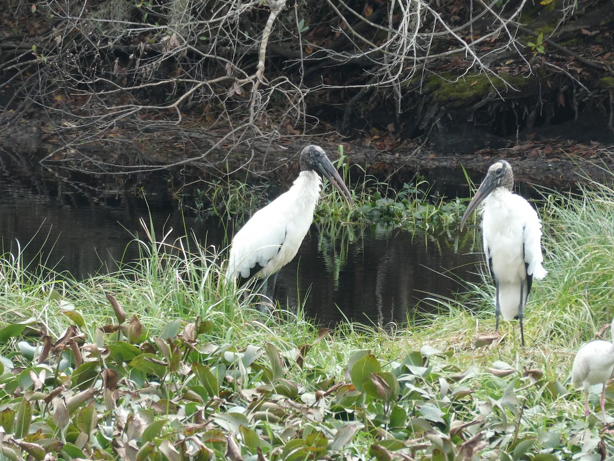 アメリカトキコウ - ML629718450