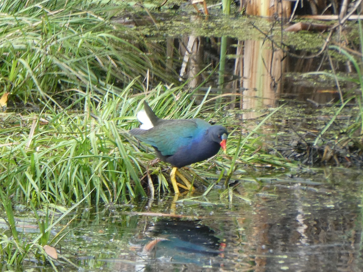 アメリカムラサキバン - ML629718455