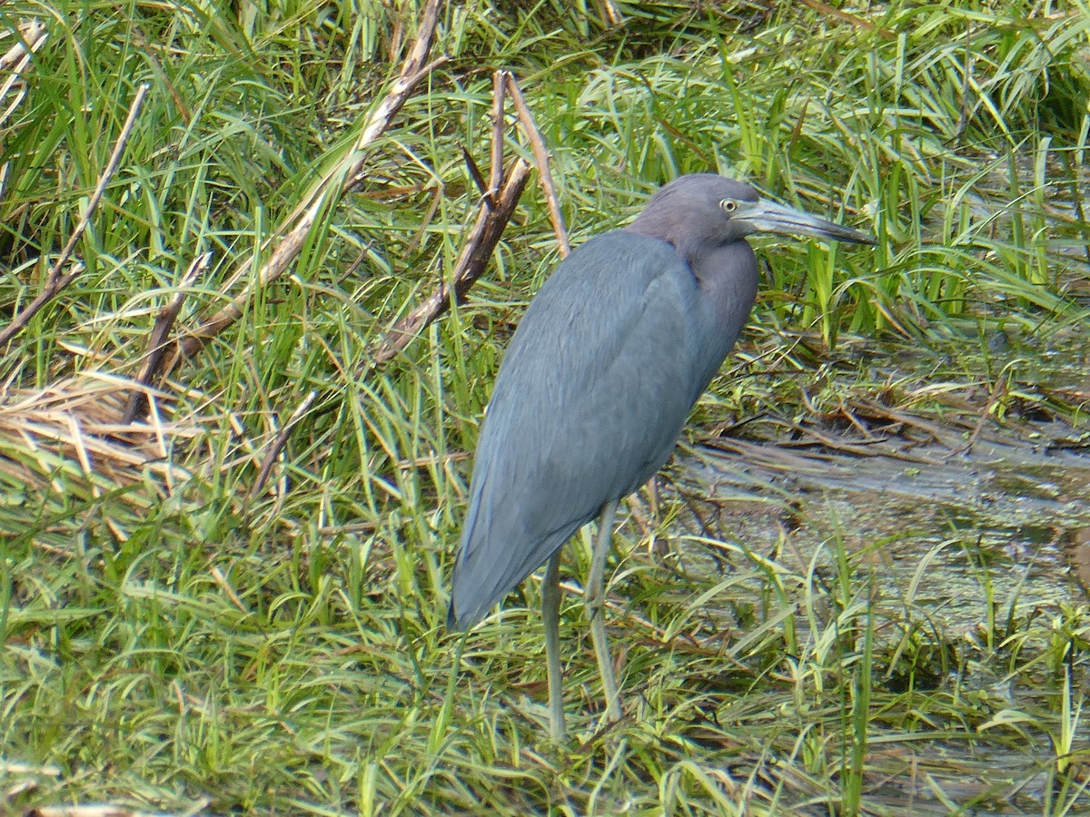 ヒメアカクロサギ - ML629718466