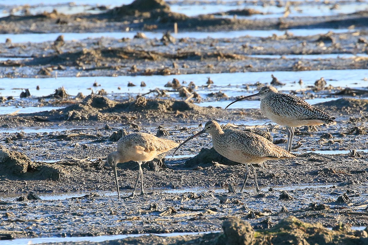 Marbled Godwit - ML629718467