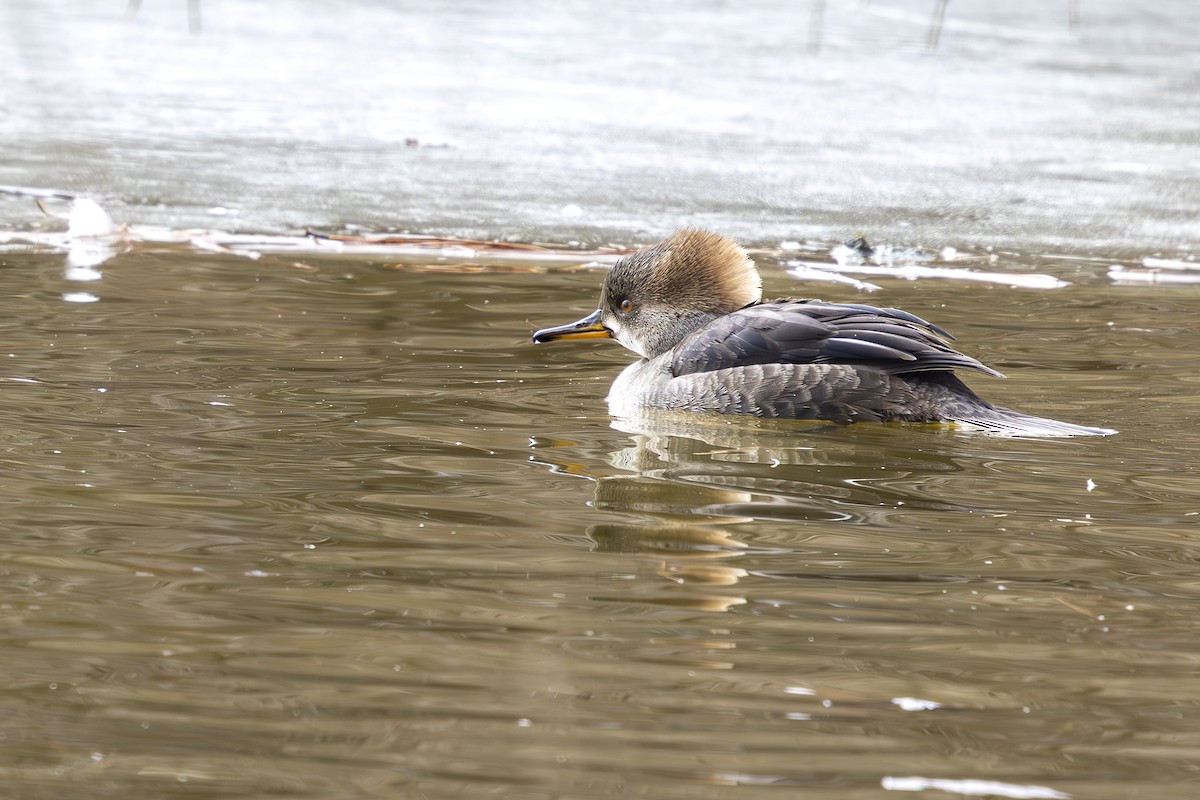 Zerra buruhandia - ML629718522