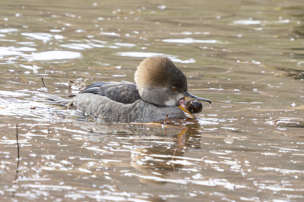 Zerra buruhandia - ML629718523