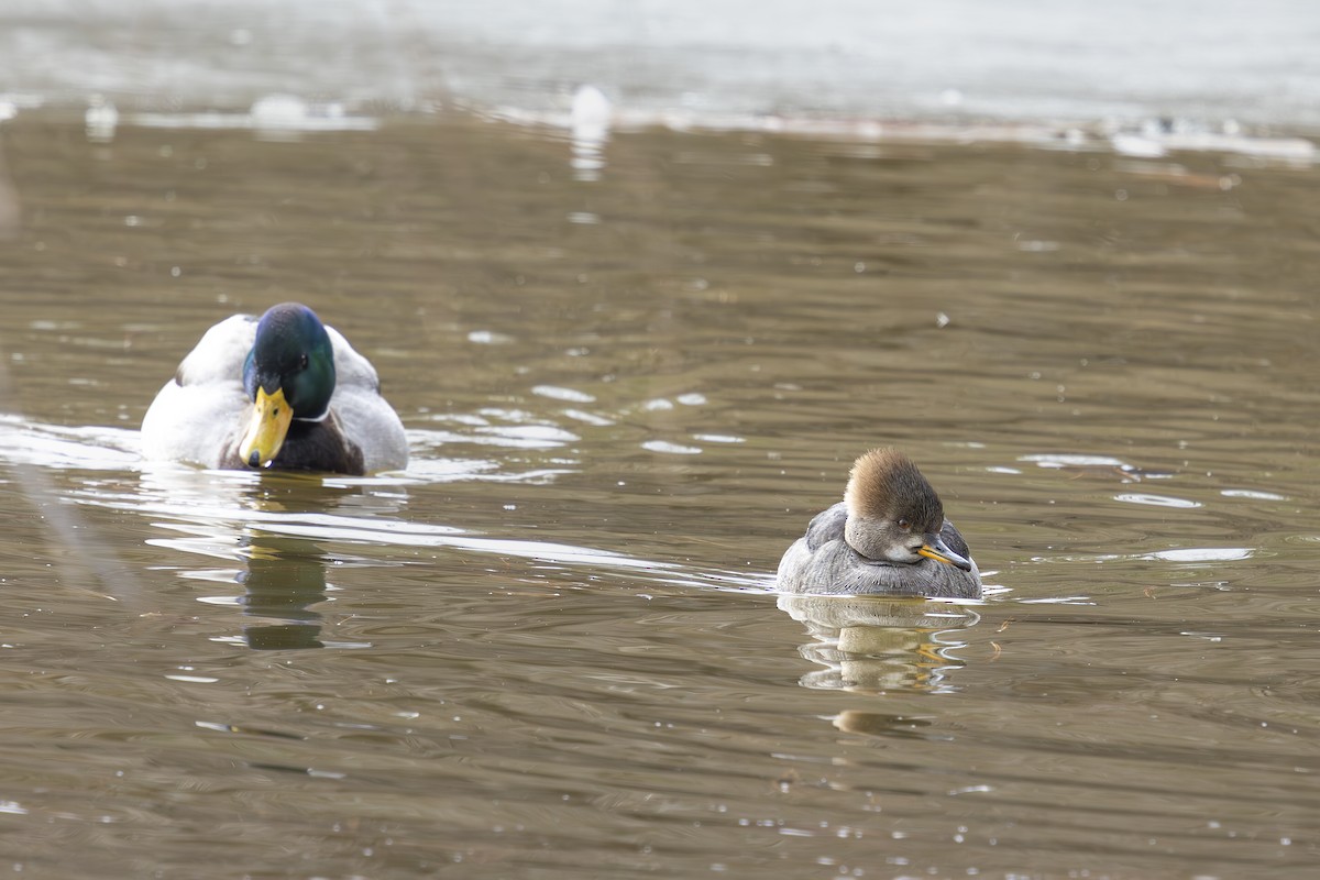 Zerra buruhandia - ML629718524