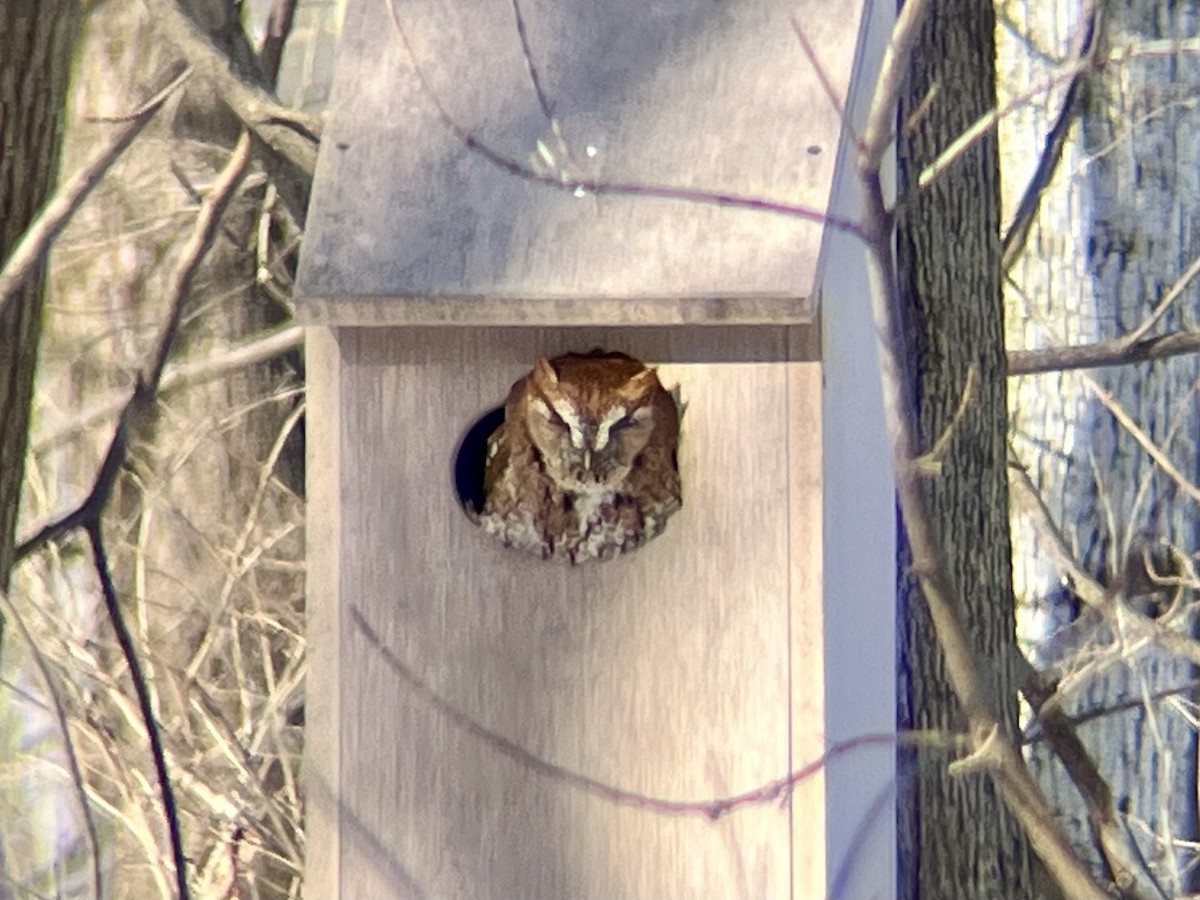 Eastern Screech-Owl - ML629718600