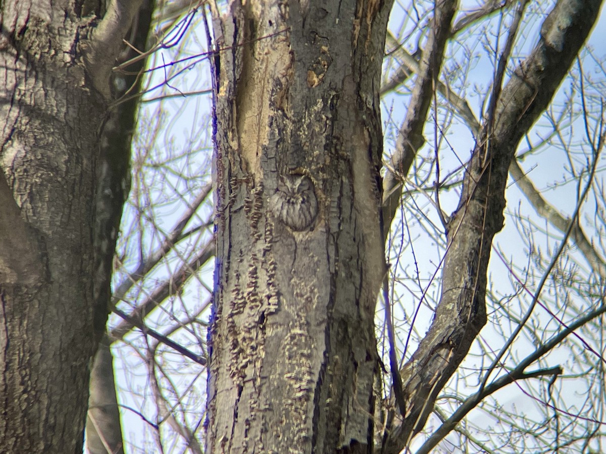 Eastern Screech-Owl - ML629718601