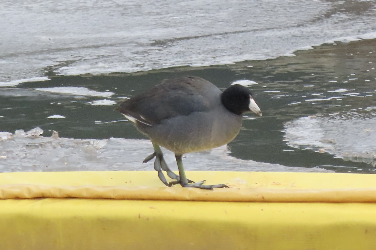 American Coot - ML629718607