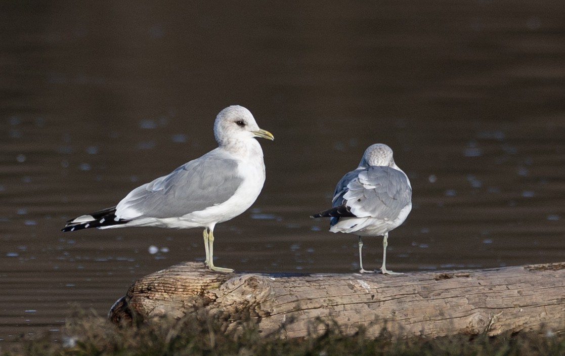 Short-billed Gull - ML629718662